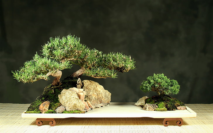 bonsai, daun, pohon, Wallpaper HD