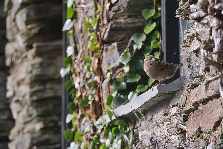 bird, brick, plants, sparrow, wall, window, windowsill, HD wallpaper