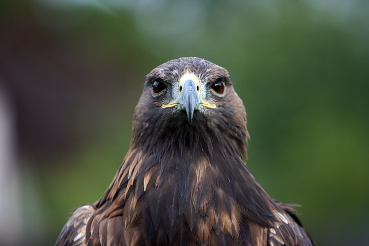 black and brown eagle, eagle, feathers, beak, HD wallpaper