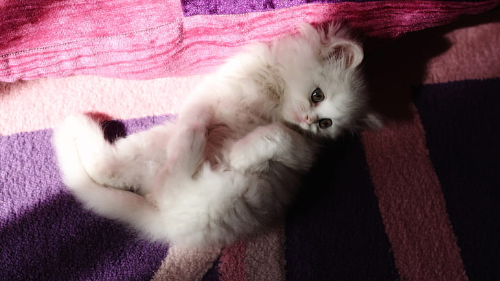 кот, белый, взгляд, свет, поза, котенок, фон, сиреневый, розовый, пушистый, детка, одеяло, морда, кровать, милый, ложь, тени, HD обои