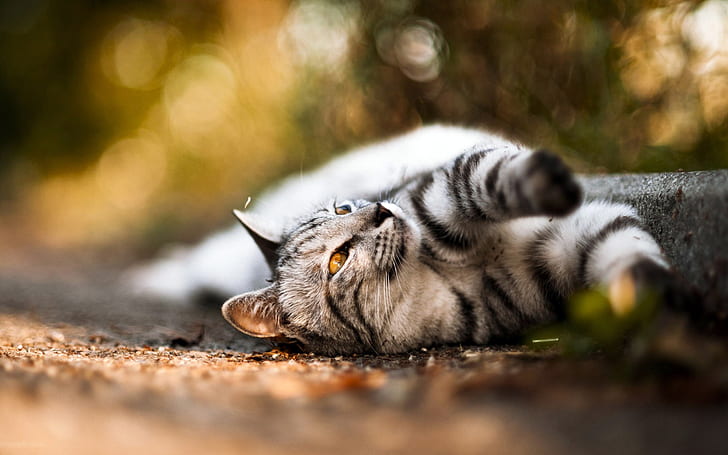 Grey Cat Lying on the Ground, ground, grey, lying, animals, HD wallpaper