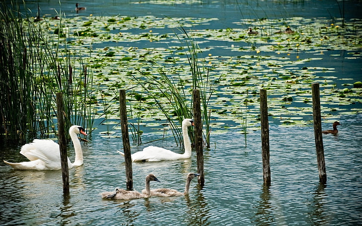 zwei weiße Schwäne, Schwäne, See, Sumpf, Ente, Grüns, HD-Hintergrundbild