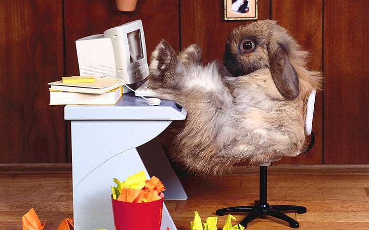 animals, computer, funny, office, rabbits, tech, HD wallpaper