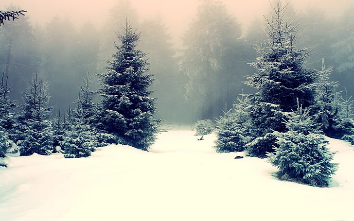 green pine trees, snow, winter, mist, trees, nature, forest, landscape, pine trees, HD wallpaper