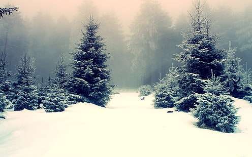 green pine trees, snow, winter, mist, trees, nature, forest, landscape, pine trees, HD wallpaper HD wallpaper