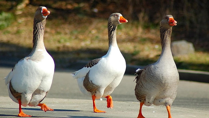 tres cisnes blancos y grises, gansos, pájaros, caminar, tres, alas, Fondo de pantalla HD