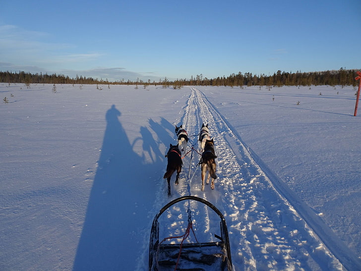finland, husky, lapland, sled dog, snow, snowdog, HD wallpaper