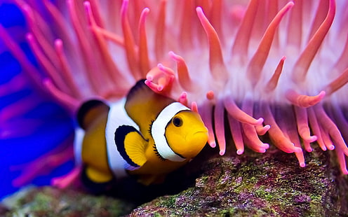 clown fish, sea, clown fish, sea anemones, water, HD wallpaper HD wallpaper