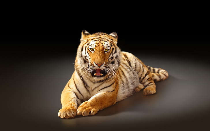 Gato más grande, el tigre de Amur, fondo negro, más grande, gato, Amur, tigre, negro, fondo, Fondo de pantalla HD