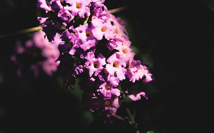 꽃 자주색 매크로 HD, 분홍색 꽃잎 꽃, 자연, 매크로, 꽃, 자주색, HD 배경 화면