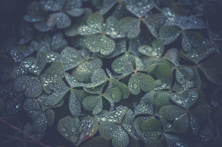 зелени листни растения, плитка фокусна фотография на зелени листа, детелини, пейзаж, капки вода, растения, HD тапет