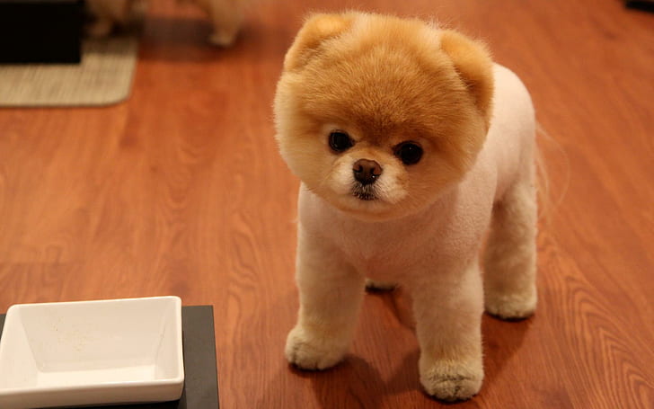 Cute Pomeranian Dog, cute, pomeranian, cute animals, Wallpaper HD