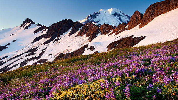 Çiçekler Platosu, eflatun, dağlar, güzel, bej, karlı, beyaz, soğuk, çiçekler, kar, bulutlar, kestane rengi, doğa, HD masaüstü duvar kağıdı