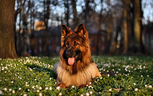perro marrón de capa corta, perro, hierba, sentarse, lengua protuberante, Fondo de pantalla HD HD wallpaper