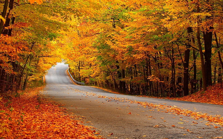 노란색과 녹색 잎이 많은 나무, 도로, 가을, 숲, 노란 단풍, HD 배경 화면