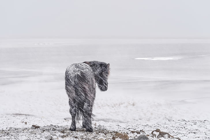 холод, зима, пейзаж, снег, конь, животные, HD обои