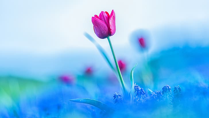 花、空、花、ピンク、チューリップ、ぼかし、春、芽、青い背景、ムスカリ、 HDデスクトップの壁紙