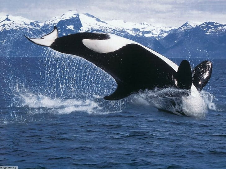 orca, mar, água, baleia, animais, HD papel de parede