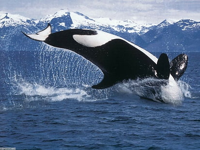 orca, mar, agua, ballena, animales, Fondo de pantalla HD HD wallpaper