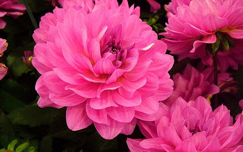 Dahlia Bright Pink Flowers Hd Wallpaper Download For Mobile 1920×1200, HD wallpaper HD wallpaper