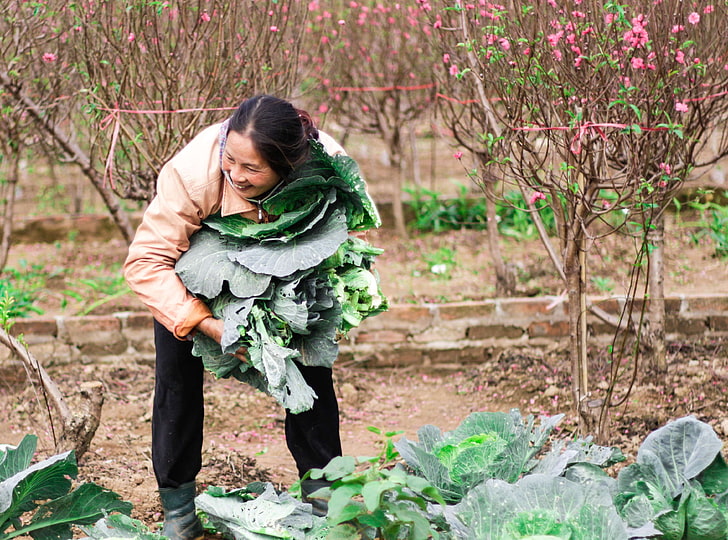 piękne chwile, rolnik, hanoi, brzoskwiniowa opalenizna, zbieranie warzyw wczesną wiosną, Tapety HD