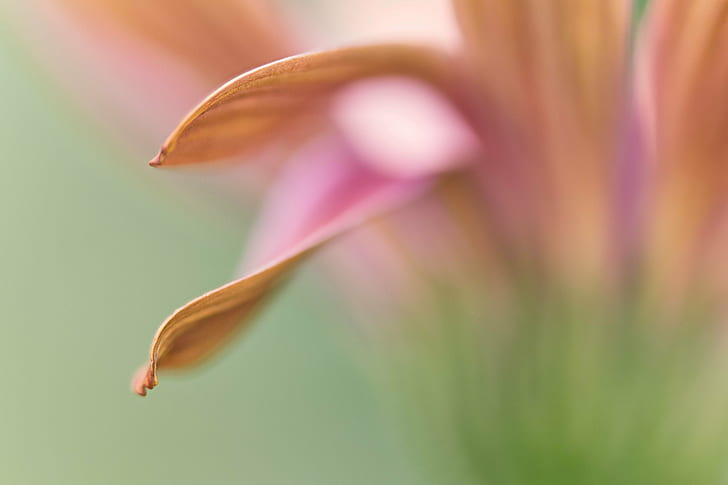 pink Daisy fotografi fokus selektif, daisy, Dream II, fokus selektif, fotografi, bunga, bunga, daisy Afrika, makro, closeup, abstrak, kelopak, Denver Botanic Gardens, Colorado, alam, tanaman, close-up, daun bunga, Wallpaper HD