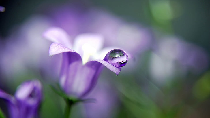 purple and white flower with water dew wallpaper, bell, plant, flower, petals, drop, HD wallpaper