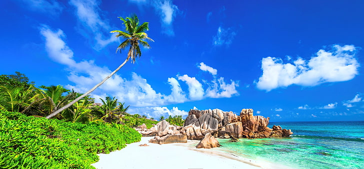 beach shore, sand, sea, beach, palm trees, shore, summer, paradise, palms, tropical, HD wallpaper