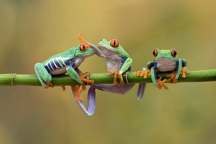 macro photography of three frog on bamboo stick, Friends, Romans, countrymen, lend me your ears, Explored, macro photography, bamboo, stick, amphibian, Red-eyed tree frog, Agalychnis callidryas, Bournemouth, animal, frog, wildlife, nature, green Color, HD wallpaper