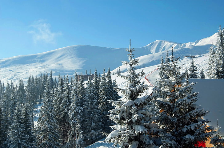pohon pinus, musim dingin, salju, gunung, makan, Ukraina, Carpathians, resor ski, Bukovel, Wallpaper HD