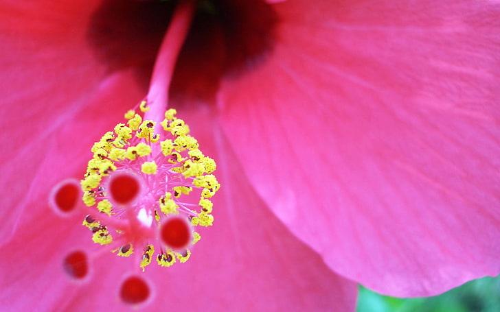 분홍색과 노란색 꽃, 핑크 히 비 스커 스 rosa-sinensis 꽃, 자연, 꽃, HD 배경 화면