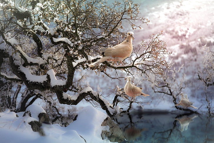 invierno, nieve, animales, pájaros, paloma, Fondo de pantalla HD