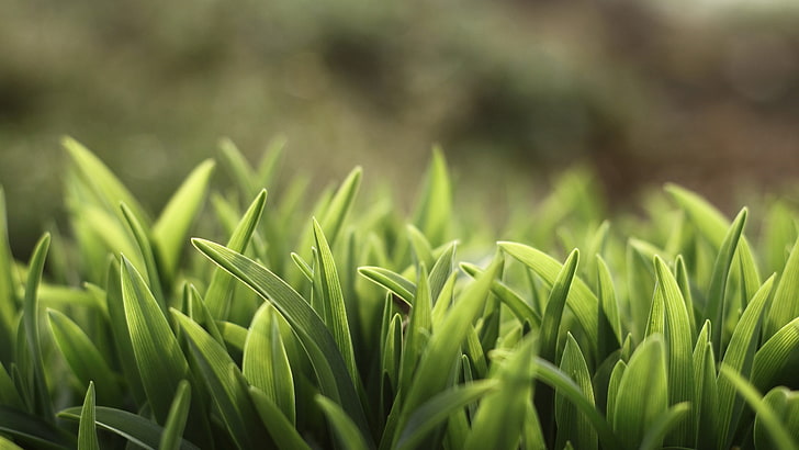 зеленая трава, фото крупным планом зеленая трава, весна, трава, природа, листья, растения, HD обои