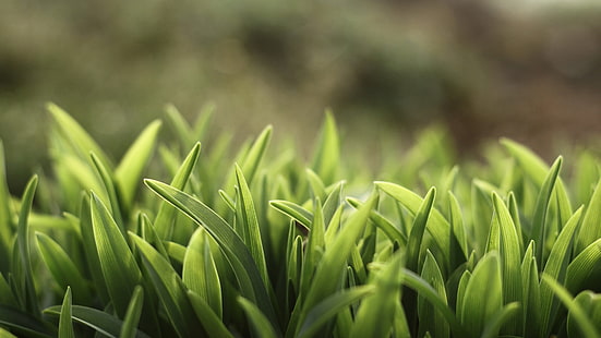 grama verde, foto closeup de grama verde, primavera, grama, natureza, folhas, plantas, HD papel de parede HD wallpaper
