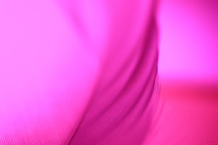 latar belakang ungu, bulu, Wallpaper HD