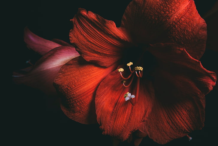red hibiscus, amaryllis, flower, red, petals, close-up, HD wallpaper