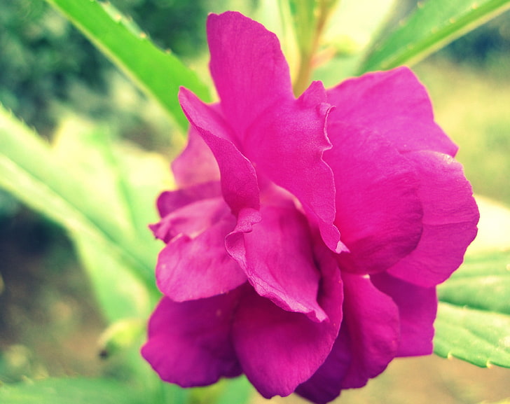 Magenta Flower, Nature, Flowers, Flower, Purple, Pink, Magenta, HD wallpaper