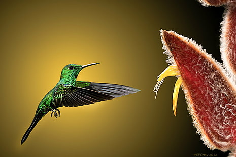 фотография отблизо на зелена и черна колибри, летяща близо до червеното и жълто петилирано цвете, Точно там, фотография отблизо, черна, колибри, червена, жълта, цвете, Рей, Коста Рика, колибри, Catarata, del Toro, Bosque, de Paz , Зелено коронован брилянтен, фотография на птици, превъзходно, птица, животно, природа, дива природа, HD тапет HD wallpaper