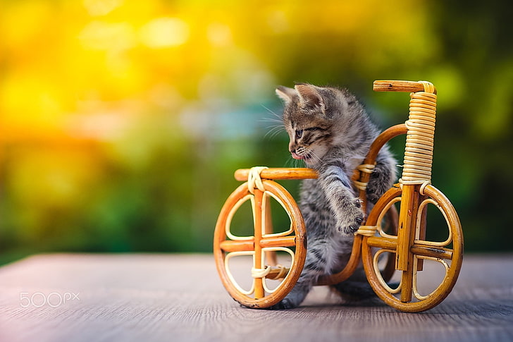 black tabby kitten, nature, animals, cat, kittens, baby animals, bicycle, miniatures, wood, wooden surface, depth of field, outdoors, HD wallpaper