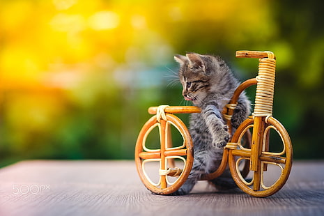 black tabby kitten, nature, animals, cat, kittens, baby animals, bicycle, miniatures, wood, wooden surface, depth of field, outdoors, HD wallpaper HD wallpaper