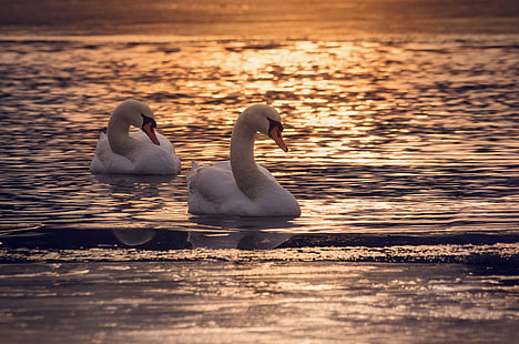 two white swan, Harmony, white swan, nature, colorful, bird, water, reflection, pond, waves, golden, sunset, sunlight, Mártély, evening, swim, photography, hungary, DSLR, nikon  d5100, sigma  70, outdoor, calmness, swan, lake, animal, HD wallpaper HD wallpaper