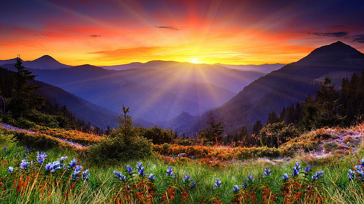 nature, sunset, sky, sunlight, mountains, flowers, HD wallpaper