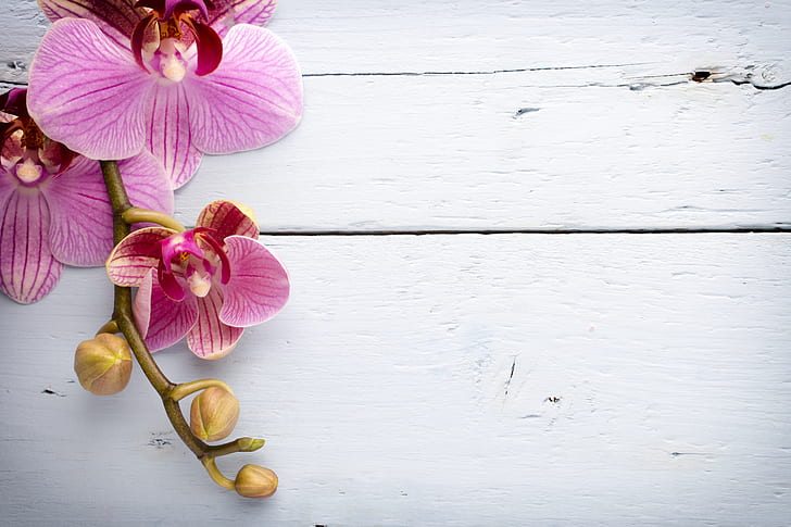 wood, Orchid, pink, flowers, HD wallpaper