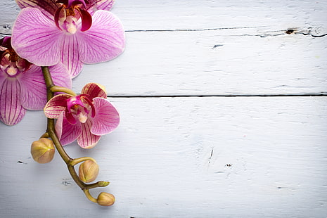bois, orchidée, rose, fleurs, Fond d'écran HD HD wallpaper