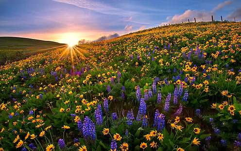 Niebieskie kwiaty Lupini i żółte kwiaty na słonecznikach szczyty gór zachód słońca krajobraz zachód słońca promienie słońca krajobraz przyrody 2560 × 1600, Tapety HD HD wallpaper