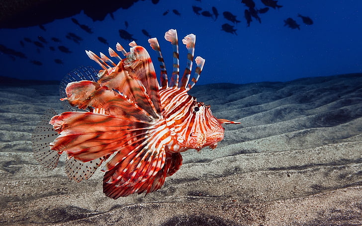 red and white sea creature, animals, nature, lionfish, fish, HD wallpaper