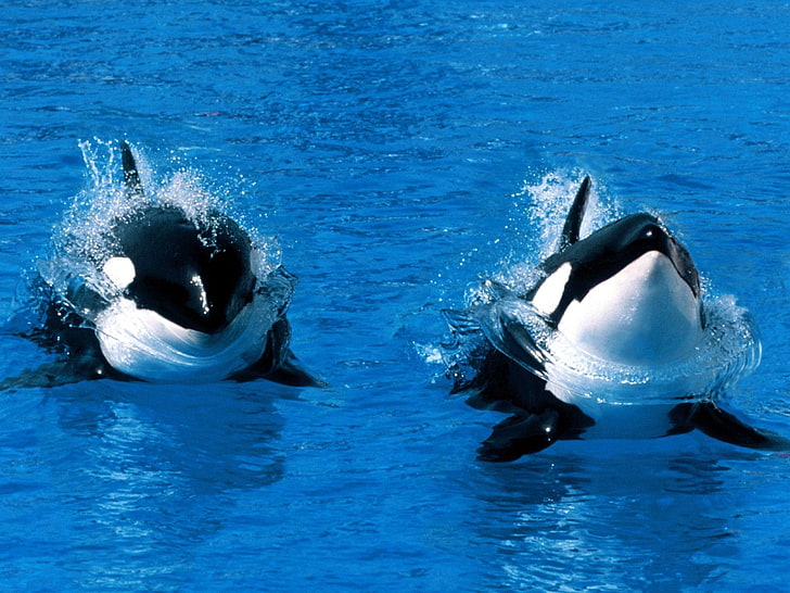 dwie biało-czarne rybki orka, orka, woda, wieloryb, zwierzęta, Tapety HD