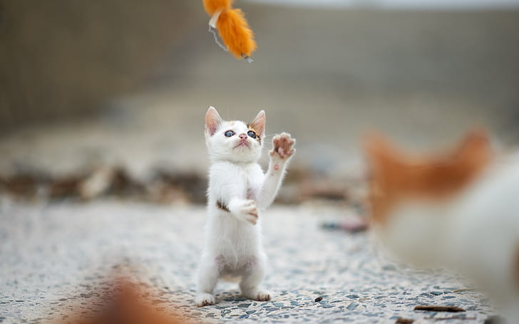 White kitten stand to play game, White, Kitten, Stand, Play, Game, HD wallpaper