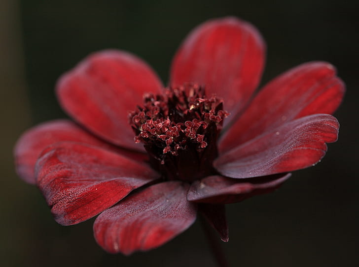 赤い花びらの花のマクロ写真 チョコレートコスモス コスモスアストロサンギネウス 赤 花 マクロ写真 5dマークii 高解像度 解像度 Hdデスクトップの壁紙 Wallpaperbetter