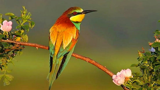 hewan, cantik, burung, burung, eksotis, liar, sayap, Wallpaper HD HD wallpaper